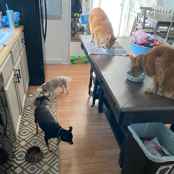 Pet Friendly Home πΆπ± - Picture 11 of 16